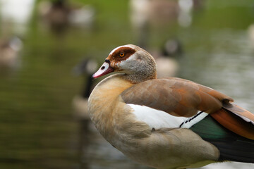 Egyptian goose