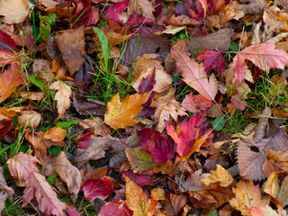 fallen autumn leaves