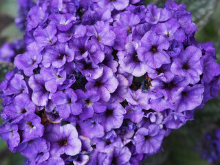 Beautiful Violet Flowers in the Spring
