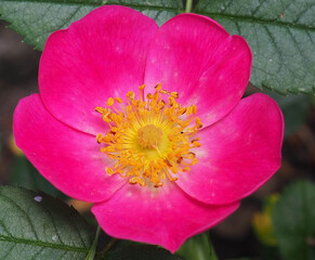 Wild Rose in the Spring