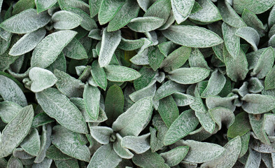 Background from green leaves with white villi.