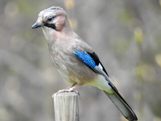 Garrulus glandarius Eurasian jay, jay, acorn jay - a species with the diameter of a bird from the crow family, inhabiting Eurasia and North-West Africa.