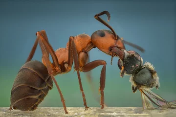 Türaufkleber ant in action © Harry