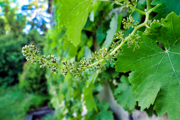 Close up of an immature bunch of grapes beginning to form on the vine
