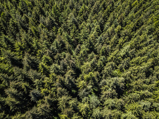 Green trees in forest in telford Shropshire uk.
