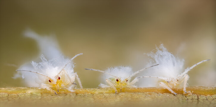 Aphids
