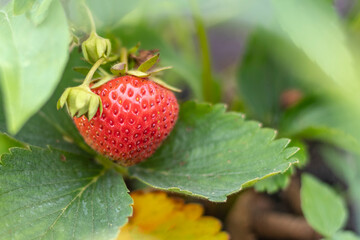 Natural light. vegetable garden, garden bed. Red strawberries grown at home without the use of chemical fertilizers.