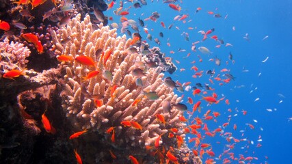 red coral reef and fish © Ayman