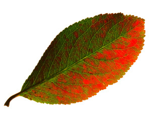 Fall red cherry tree leaf