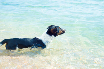 The dog swims in clear turquoise water. Dog and the sea. Holidays with pets.