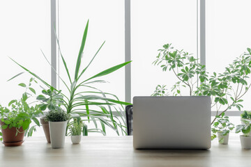 laptop window greens plant greenhouse workplace online meeting houseplant shopping sale