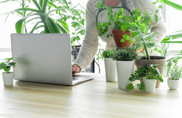 laptop woman greens plant greenhouse workplace online meeting houseplant shopping sale