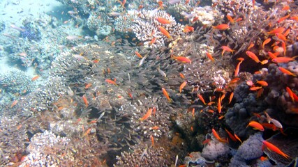 Underwater coral reefs and fish
