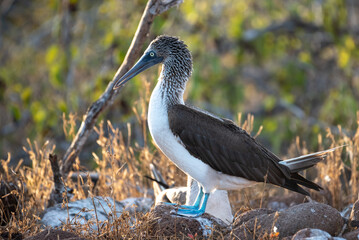Blue-footed booby standing on the ground in the Galapagos Islands