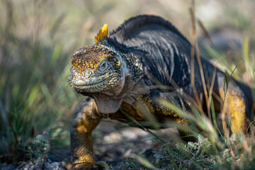 Galapagos land iguana walking