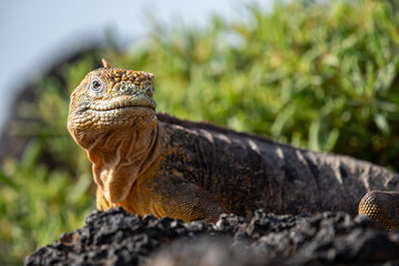 Galapagos land iguana looking to the side