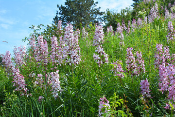 In nature, a rare plant blooms Red Book plant Dictamnus albus
