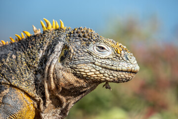 Galapagos land iguana from the side
