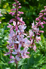 In nature, a rare plant blooms Red Book plant Dictamnus albus