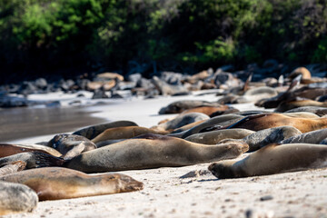 Sea lions relaxing on beach in the Galapagos Islands