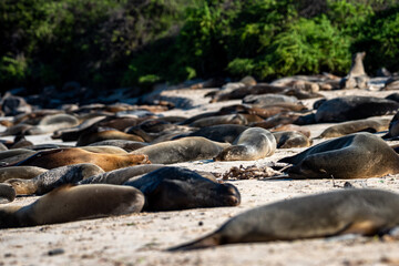 Sea lions relaxing on beach in the Galapagos Islands