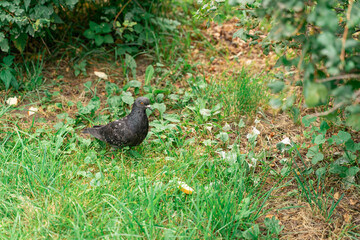 dove in the grass. pigeon on a green background