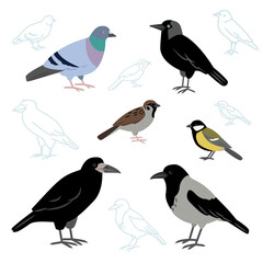 Vector collection of city birds isolated on a white background. European birds, crow, pigeon, jackdaw, sparrow, tit and rook in flat style.