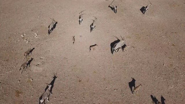 Aerial view of Gemsbok Sossusvlei Oryx Antelope, Namibian Desert, Southwest Africa.
