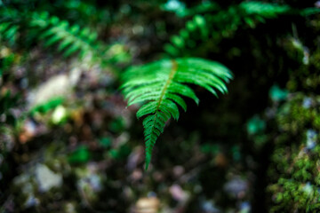 fern in the forest