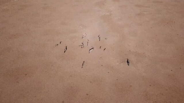 Aerial view of Gemsbok Sossusvlei Oryx Antelope, Namibian Desert, Southwest Africa.