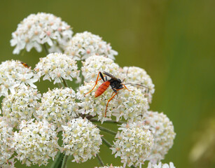 An orange abdomened Ichneumon wasp (Amblyteles armatorius) feeding on cow parsley (Anthriscus sylvestris) 