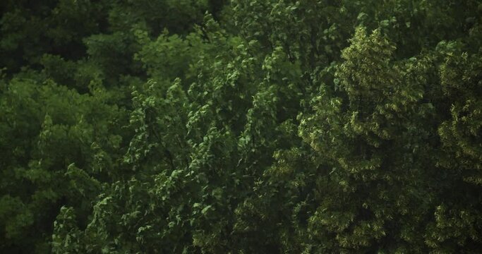 Heavy rain with a gust of wind, a thunderstorm breaks trees. Top of a tree close up