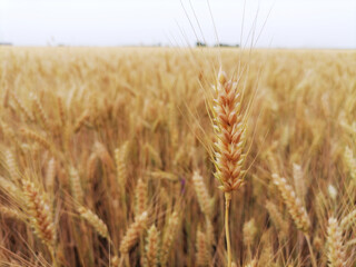 Fototapeta premium Closeup ears of ripe golden wheat. In the background a field of grain, horizon and a sky. Beginning of harvest and agricultural works