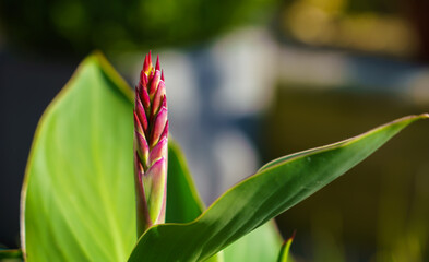 a red canna flower bud appears in early summer