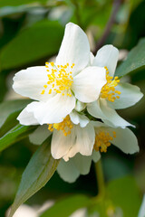 Obraz na płótnie Canvas Blooming jasmine. Flowers of jasmine. Gardening. Branch of jasmine