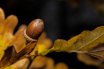 acorns and leaves