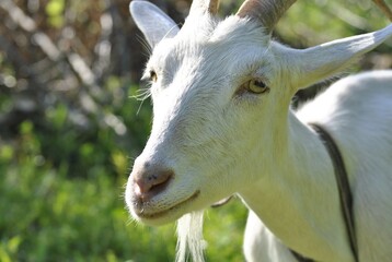 white goat portrait