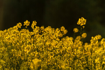 Obraz premium Beautiful rapeseed field sunset, with clouds, panorama, Poland