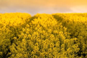 Beautiful rapeseed field sunset, with clouds, panorama, Poland