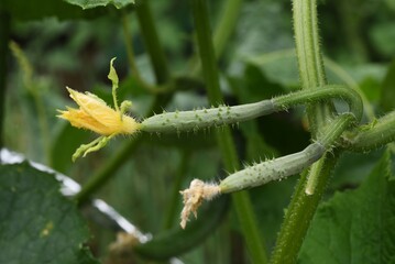 Cucumber cultivation and harvesting in the kitchen garden.