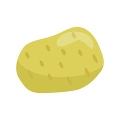 Fresh potato isolated on white background. Vector illustration transparent png.
