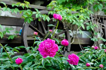 Pink peony flowers in the garden, green foliage and peony buds, country house decor