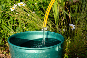 A bucket of water flowing from a rubber tube into a bucket in a summer garden, watering a flowerbed, flowers of a country house, chores at the dacha - obrazy, fototapety, plakaty