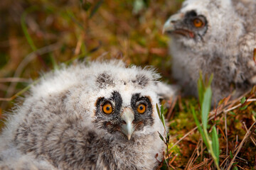 Long-eared owl chicks flew out of the nest.