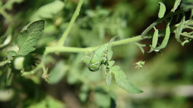 Tomato hornworm eating the leaves and stem on the tomato plant at backyard garden near Dallas, Texas, USA. Pest damages on organic gardening concept.