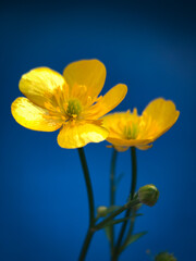 Obraz na płótnie Canvas yellow flower on blue background