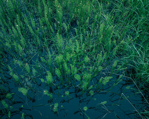 Floral abstraction: green on deep blue