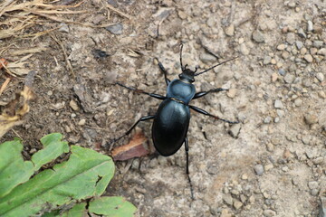 Wanderung auf dem Harzer Baudensteig (Hiking on the Harz Mountains Baudensteig) | Violet ground beetle (Goldleiste, Carabus violaceus)