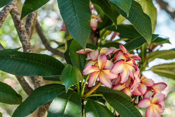 Flower. Plumeria  is a genus of flowering plants in the family Apocynaceae. frangipani .Koko Crater Botanical Garden，Honolulu, Oahu, Hawaii
