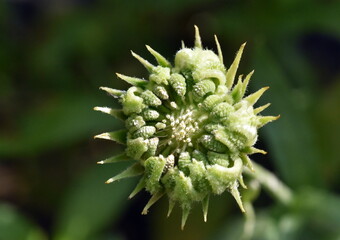 Unreife Samen einer Ringelbume